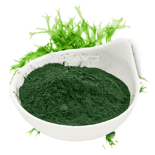 Tảo xoắn spirulina