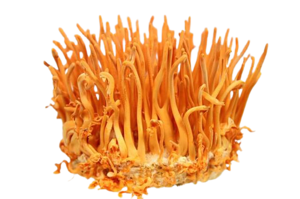 Đông trùng hạ thảo