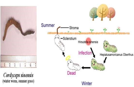 dong-trung-ha-thao-vnua-pharma