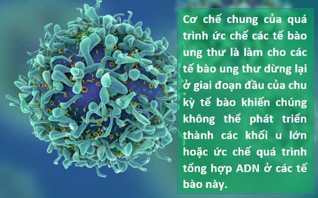 tac-dung-tao-xoan-spirulina-vnua-pharma-4