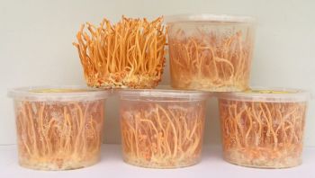 TÁC DỤNG CỦA ĐÔNG TRÙNG HẠ THẢO CHUẨN KHOA HỌC – BÀI 2: Ứng dụng tuyệt vời của đông trùng hạ thảo trong cuộc sống hiện đại