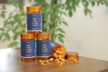 Đông trùng hạ thảo VNUA nuôi bằng tảo xoắn Spirulina thuần chay